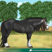 Horse Color:Black and Gray Black