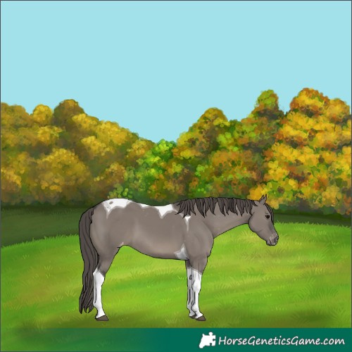 Horse Color:Grullo Tobiano Appaloosa 