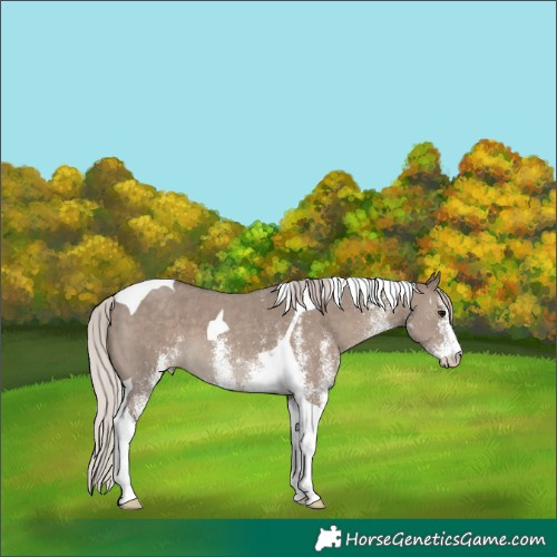 Horse Color:White Spotted Silver Grullo Tobiano
