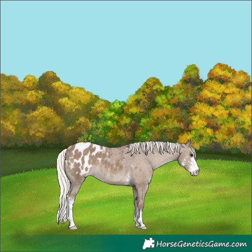 Horse Color:Silver Grullo Sabino Blanket