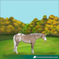 Horse Color:Silver Grullo Sabino Appaloosa