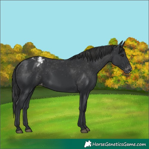 Horse Color:Black Appaloosa