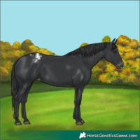 Horse Color:Black Varnish