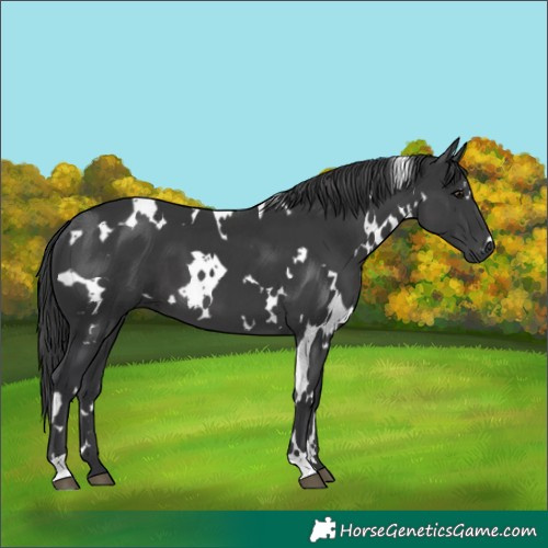 Horse Color:White Spotted Black 