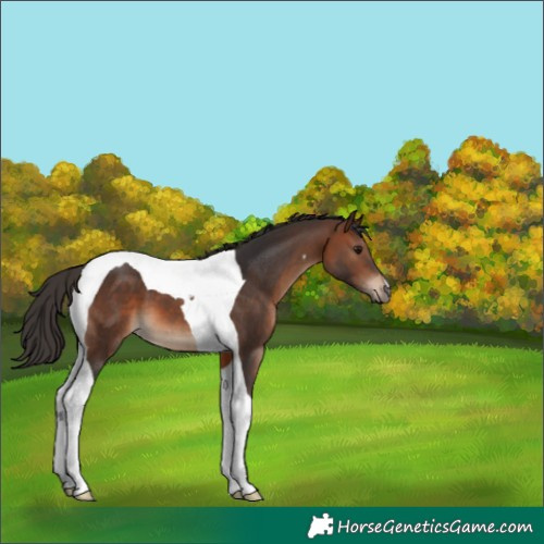 Horse Color:Brown Tobiano 