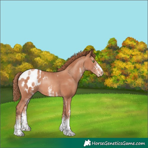 Horse Color:White Spotted Gold Champagne Appaloosa 