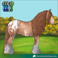 Horse Color:White Spotted Gold Champagne Appaloosa 