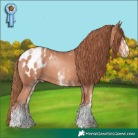 Horse Color:White Spotted Gold Champagne Appaloosa 