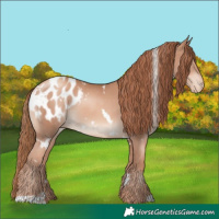 Horse Color:White Spotted Gold Champagne Appaloosa