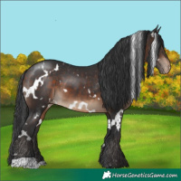 Horse Color:White Spotted Brown Appaloosa
