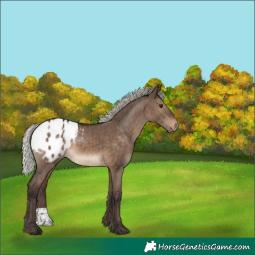 Horse Color:Silver Brown Dun Appaloosa 