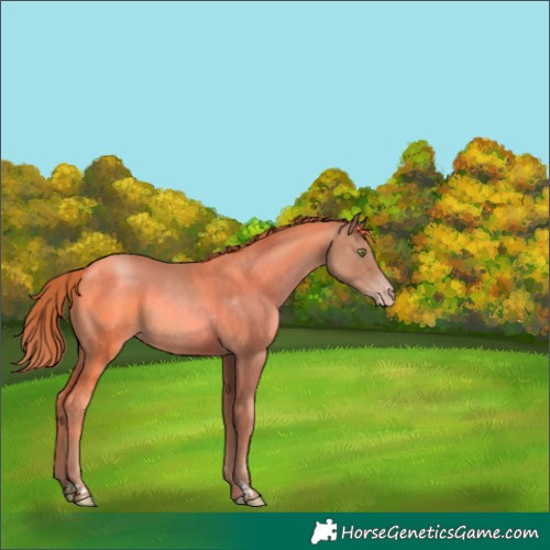 Horse Color:Gold Champagne 