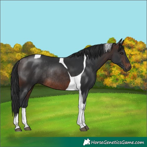 Horse Color:Brown Tobiano Rabicano 