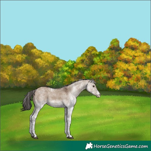 Horse Color:White Spotted Liver Red Dun 