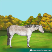 Horse Color:White Spotted Liver Red Dun 