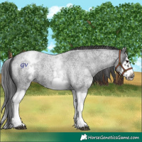 Horse Color:White Spotted Blue Roan Splash Frame Appaloosa
