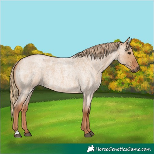 Horse Color:Red Dun Roan
