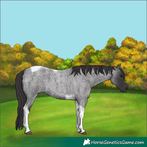 Horse Color:Smoky Blue Roan Tobiano