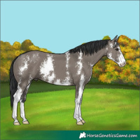 Horse Color:Grullo