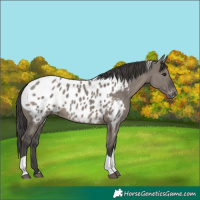 Horse Color:Grullo Tobiano Appaloosa 