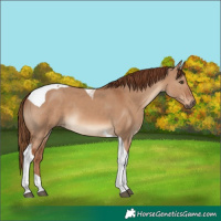 Horse Color:Red Dun Tobiano