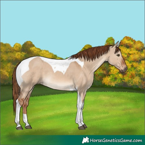 Horse Color:Red Dun Tobiano