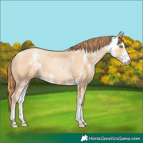Horse Color:Amber Champagne Pearl Sabino