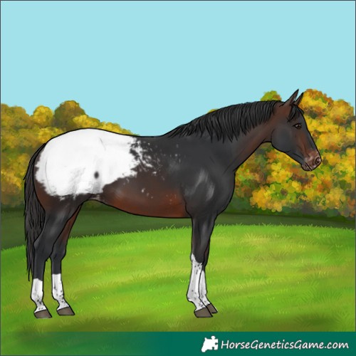 Horse Color:Brown Tobiano Appaloosa