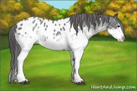 Horse Color:White Spotted Blue Roan Splash Appaloosa 