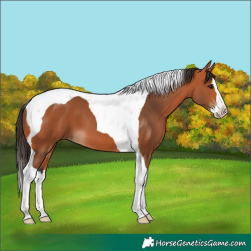 Horse Color:Bay Splash Tobiano