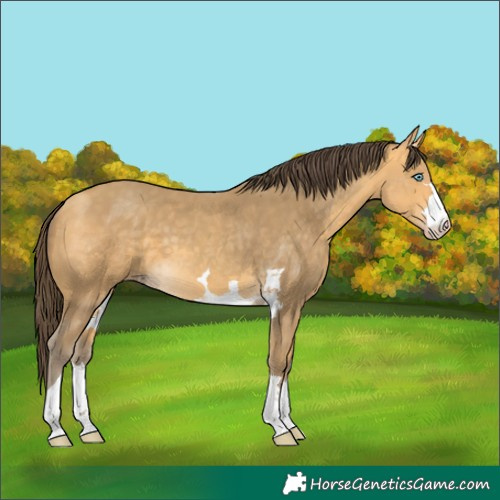 Horse Color:Amber Cream Champagne