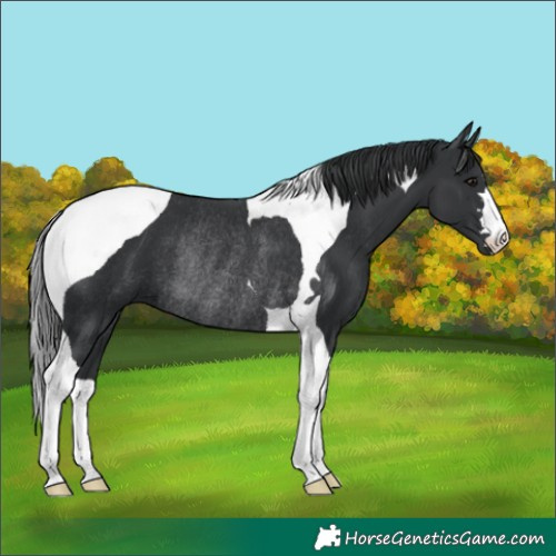 Horse Color:Black Tobiano Rabicano
