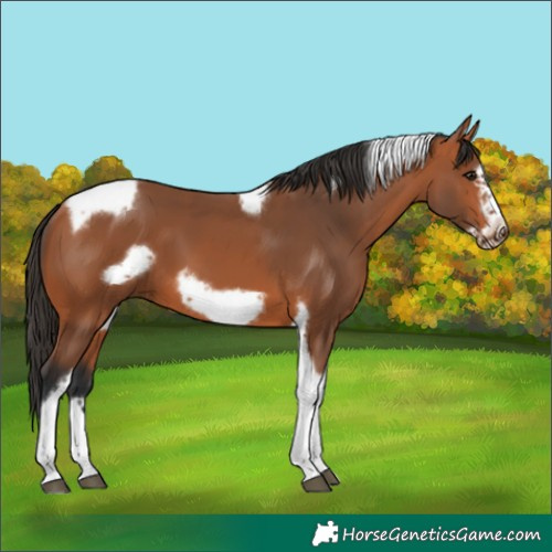 Horse Color:Bay Tobiano Frame