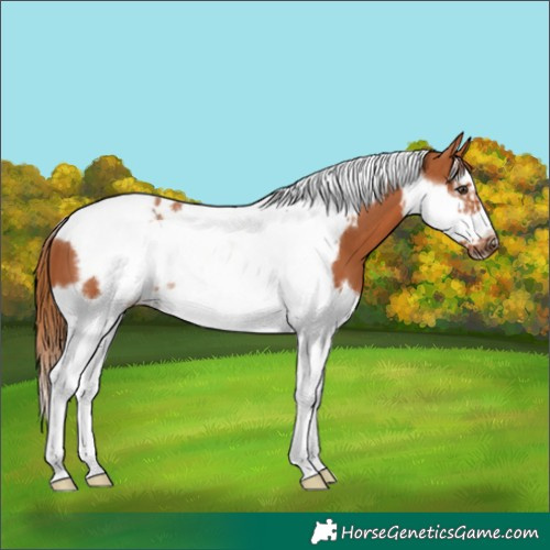 Horse Color:Chestnut Splash Tobiano Frame