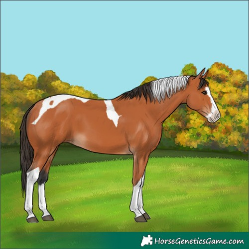 Horse Color:Bay Splash Tobiano 