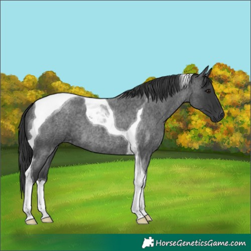 Horse Color:Blue Roan Tobiano 
