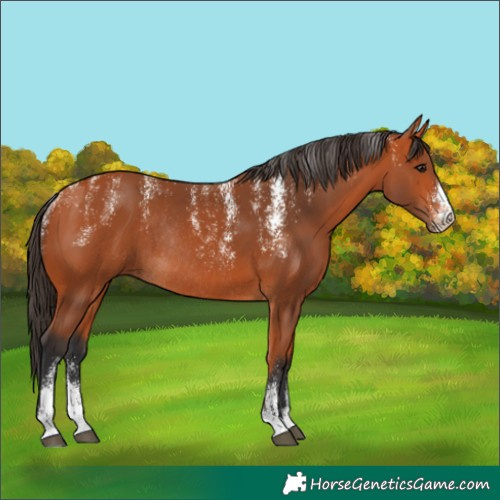 Horse Color:Powder White Bay Rabicano 