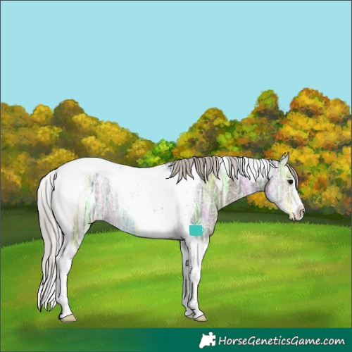 Horse Color:Silver Black Ice Tobiano Appaloosa 