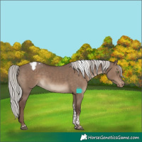 Horse Color:Silver Grullo Tobiano Blanket Rabicano