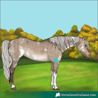 Horse Color:White Spotted Silver Brown Dun Tobiano Varnish Rabicano Brindle 