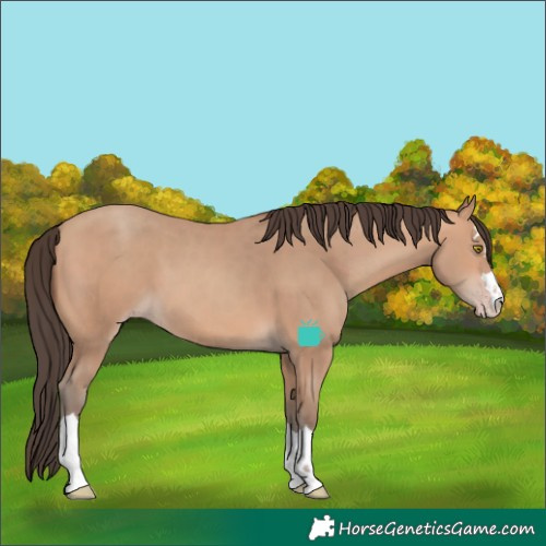 Horse Color:Amber Champagne 