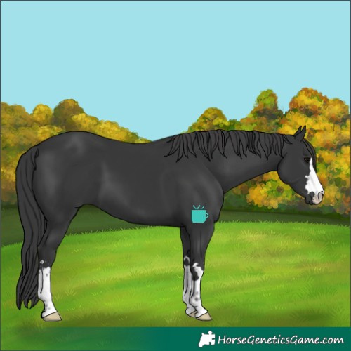 Horse Color:Black 