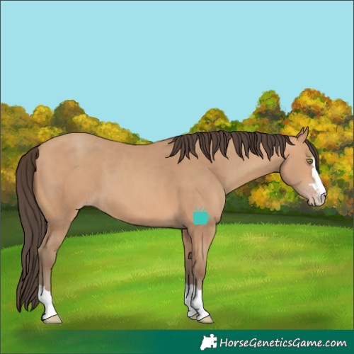 Horse Color:Amber Champagne
