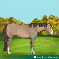 Horse Color:Amber Champagne 