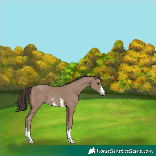 Horse Color:Classic Champagne 