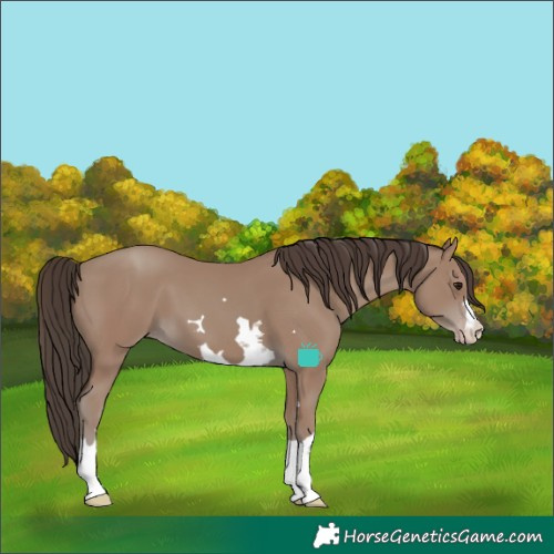Horse Color:Classic Champagne