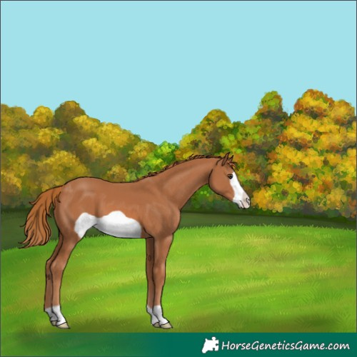Horse Color:Chestnut Frame 