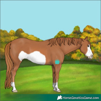 Horse Color:Chestnut Frame 