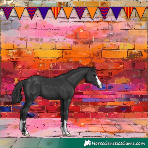 Horse Color:Black 