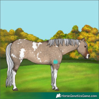 Horse Color:Painted White Spotted Silver Brown Dun Tobiano 